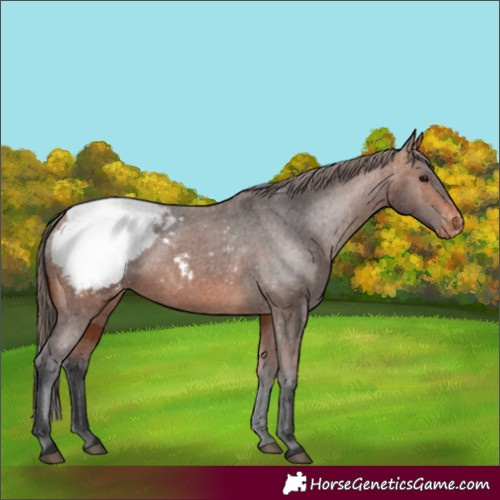 Horse Color:Bay Appaloosa