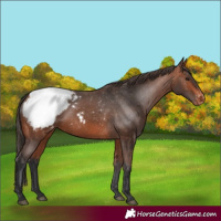 Horse Color:Bay Appaloosa 