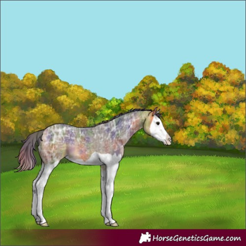 Horse Color:Nacre Buckskin Ice Splash 
