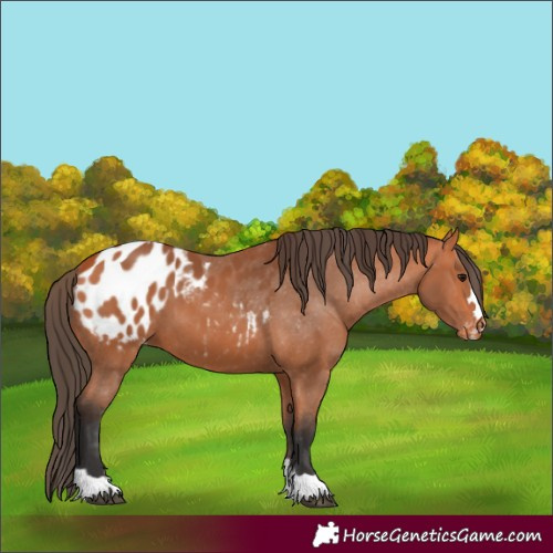 Horse Color:Bay Appaloosa