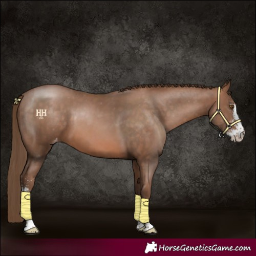 Horse Color:Brown Pearl Sabino Appaloosa 