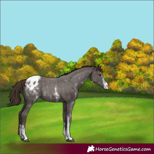 Horse Color:Liver Chestnut Sabino Appaloosa 