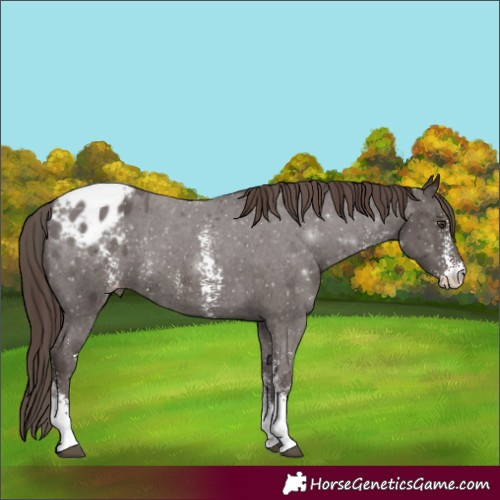 Horse Color:Liver Chestnut Sabino Blanket 