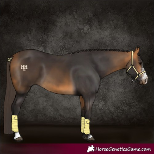Horse Color:Buckskin Sabino