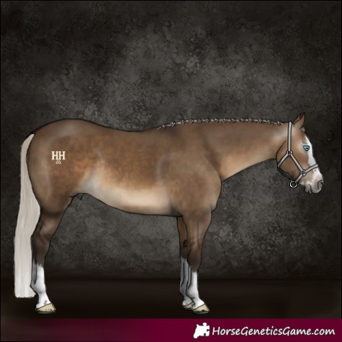 Horse Color:Gray Silver Bay Dun Sabino Splash Rabicano