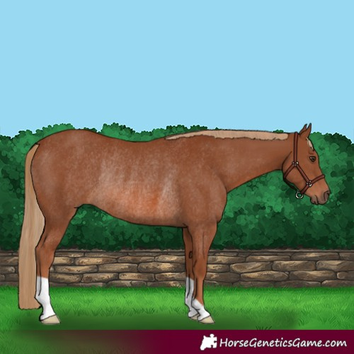 Horse Color:Chestnut Rabicano 