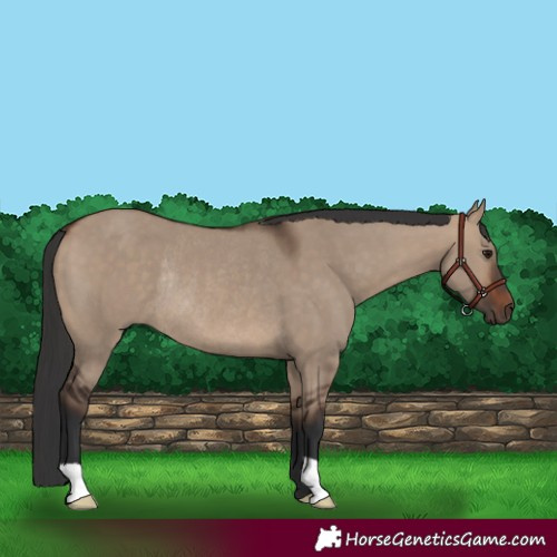 Horse Color:Brown Dun Rabicano