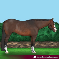 Horse Color:Brown Rabicano 