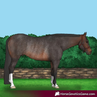 Horse Color:Brown Rabicano 