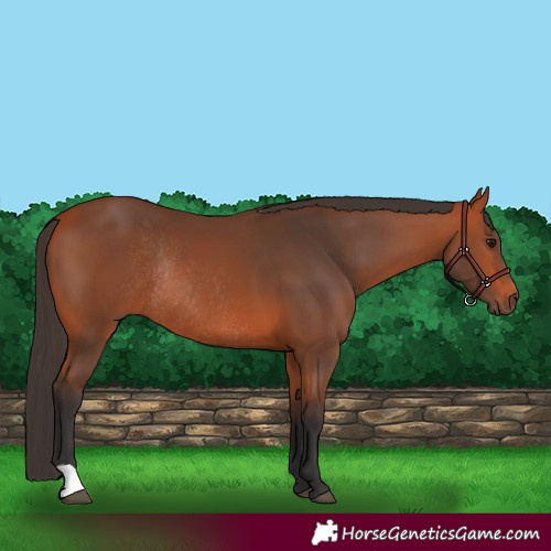 Horse Color:Bay Rabicano