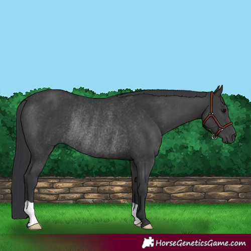 Horse Color:Black Rabicano 