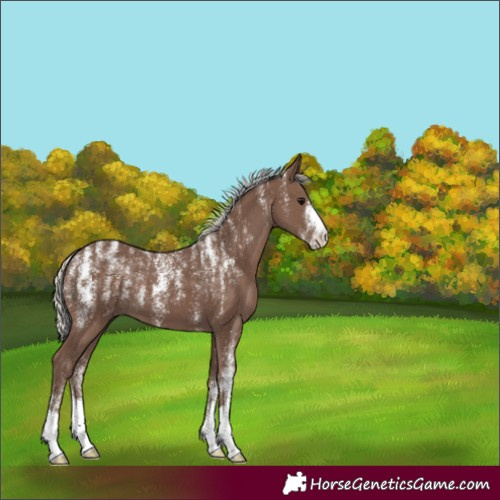 Horse Color:Powder White Silver Black 