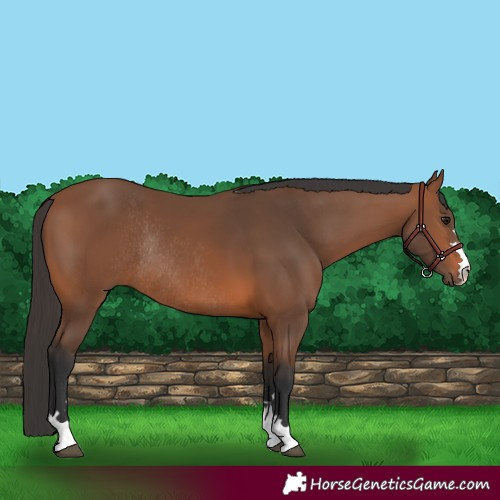 Horse Color:Bay Rabicano 