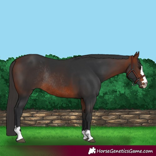 Horse Color:Bay Rabicano 