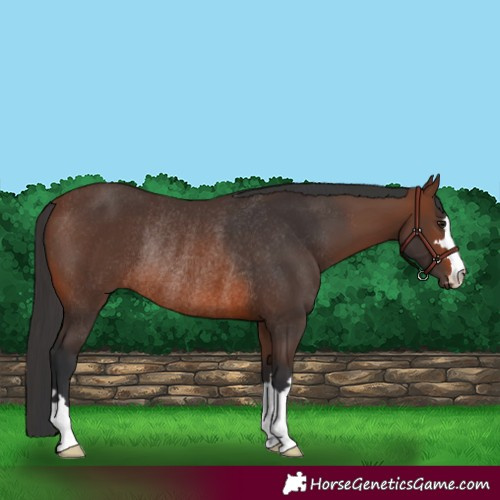 Horse Color:Brown Rabicano