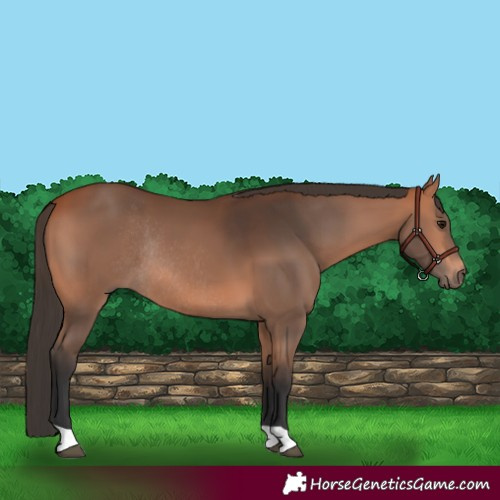 Horse Color:Bay Rabicano