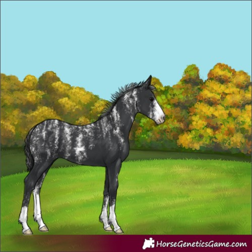 Horse Color:Powder White Black 