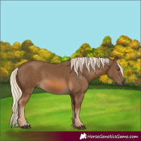 Horse Color:Chocolate Palomino 