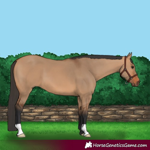 Horse Color:Bay Dun