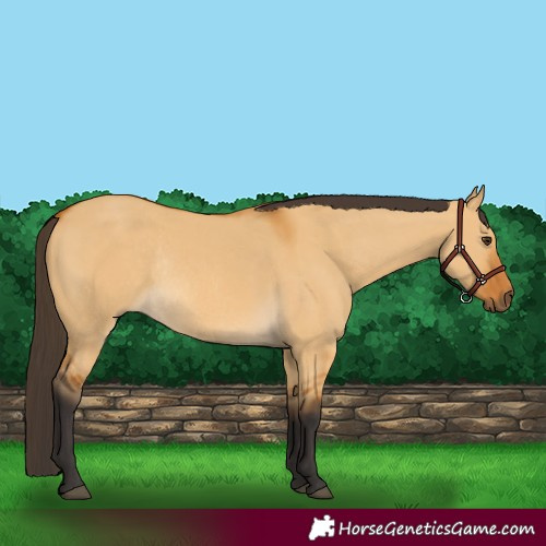 Horse Color:Buckskin Dun Rabicano 
