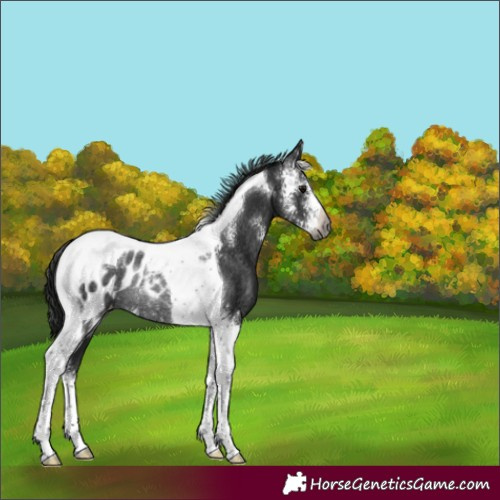 Horse Color:Gray Black Sabino Tobiano Appaloosa Rabicano 