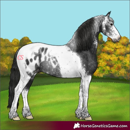 Horse Color:Gray Black Sabino Tobiano Blanket Rabicano