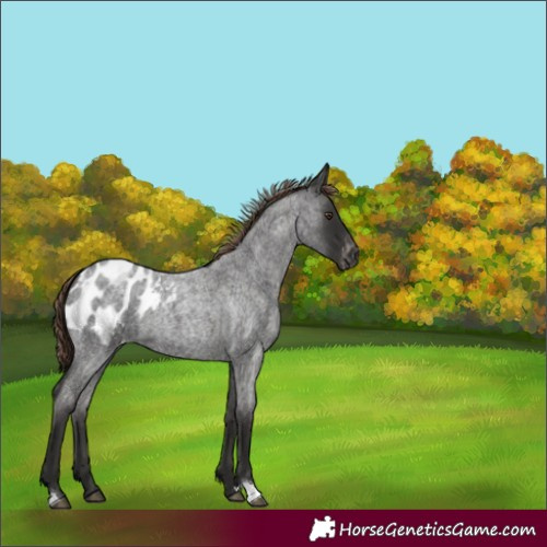 Horse Color:Liver Red Roan Blanket