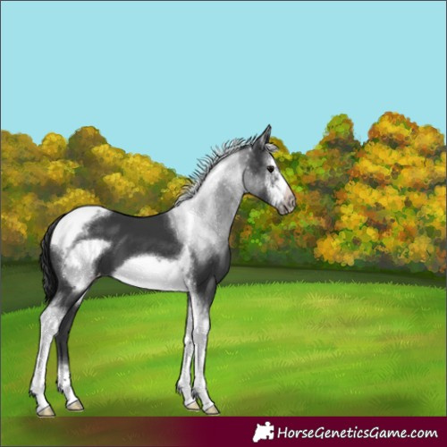 Horse Color:Black Sabino Tobiano Frame Varnish 
