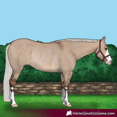 Horse Color:Silver Bay Dun Rabicano