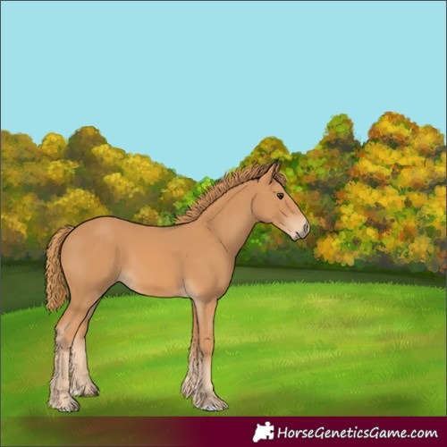 Horse Color:Unknown 