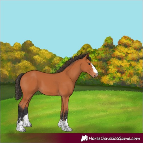Horse Color:Unknown 