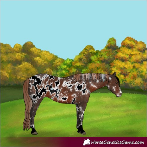 Horse Color:White Spotted Liver Chestnut Appaloosa 