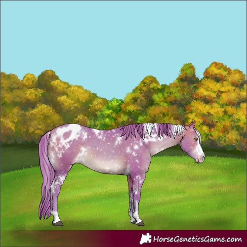 Horse Color:Watercolor White Spotted Brown Pearl Appaloosa