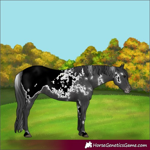 Horse Color:White Spotted Black Appaloosa