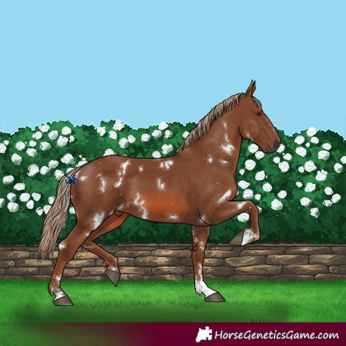 Horse Color:White Spotted Chestnut