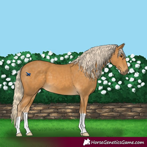 Horse Color:Palomino 