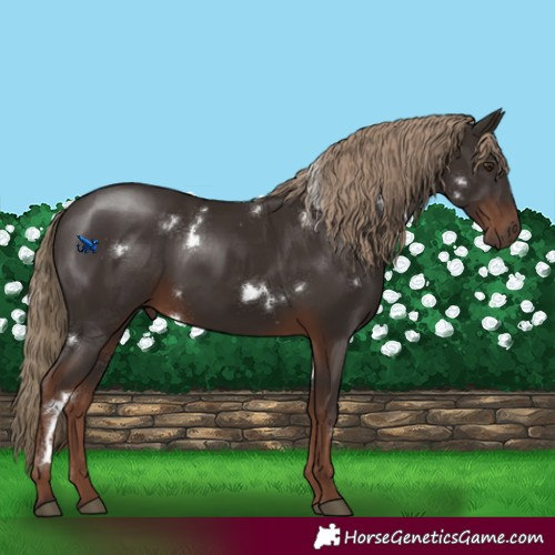 Horse Color:White Spotted Liver Chestnut 