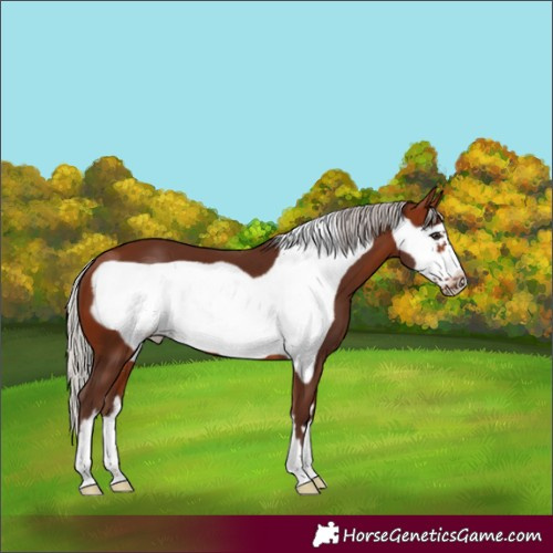 Horse Color:Silver Bay Frame