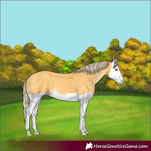 Horse Color:Palomino Splash Appaloosa 