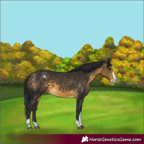 Horse Color:Buckskin Splash Tobiano Varnish 