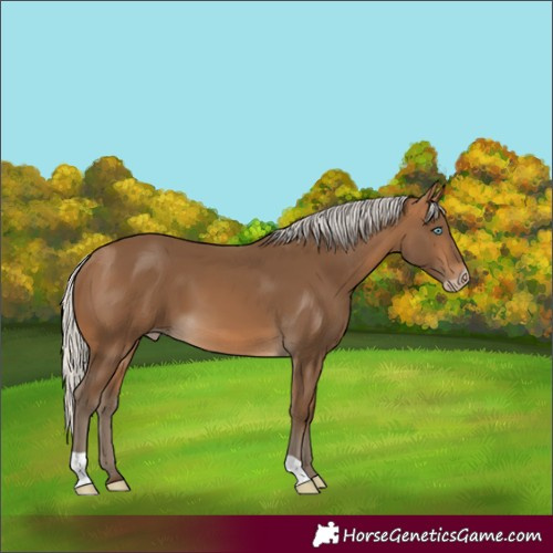 Horse Color:Gray Silver Perlino 