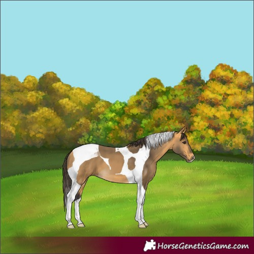 Horse Color:Buckskin Tobiano 