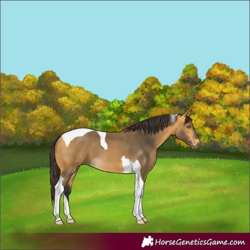 Horse Color:Buckskin Tobiano