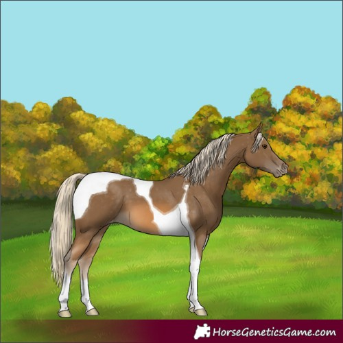 Horse Color:Chocolate Palomino Tobiano Varnish