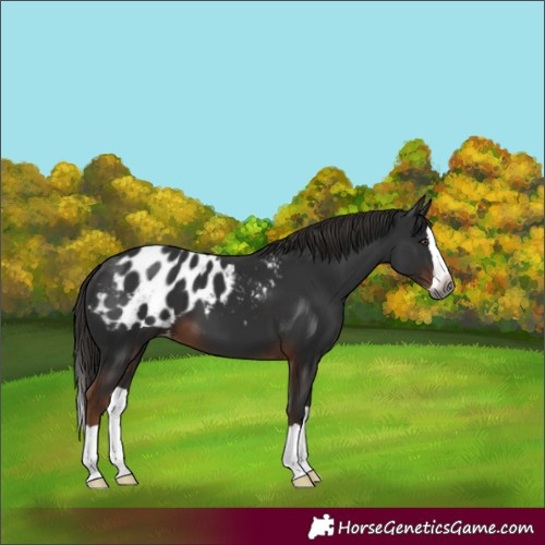 Horse Color:Gray Liver Chestnut Splash Blanket 