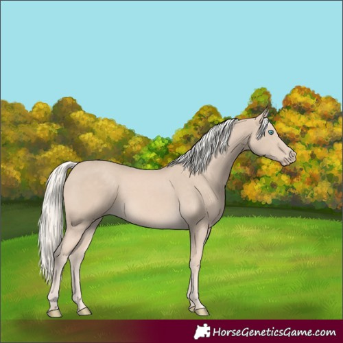 Horse Color:Cremello
