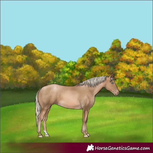 Horse Color:Chocolate Palomino Pearl 