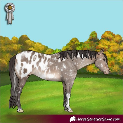 Horse Color:White Spotted Brown Dun Tobiano Appaloosa Rabicano