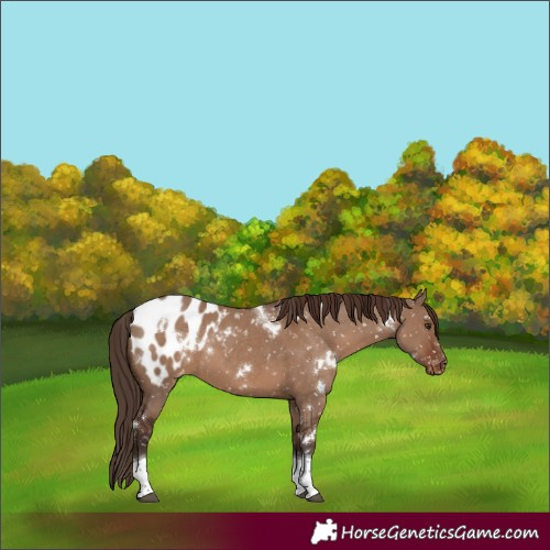 Horse Color:White Spotted Liver Red Dun Tobiano Appaloosa Rabicano