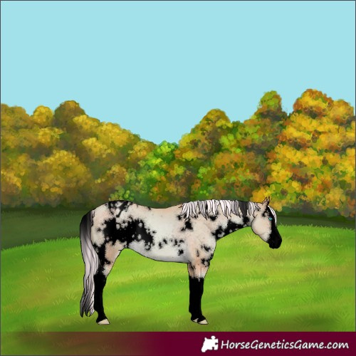 Horse Color:Void Watercolor White Spotted Chocolate Palomino Pearl Splash Appaloosa
